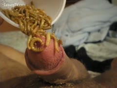 Dude pouring maggots all over his knob